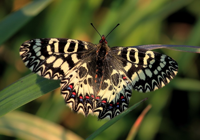 Riconoscimento: Polissena? Zerynthia cassandra, Papilionidae